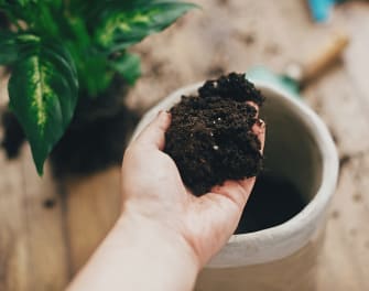 Coconut Coir Potting Mix Recipe - Coco Coir, Compost, Perlite or  Vermiculite 