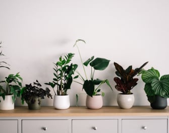 Your Guide to Pottery and Planters For Indoor Plants