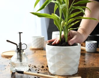 use potting soil for indoor plants