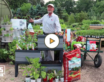 Planting herbs & vegetables in an elevated garden