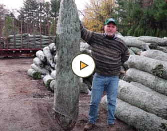 Christmas Trees are arriving at Decker's Nursery