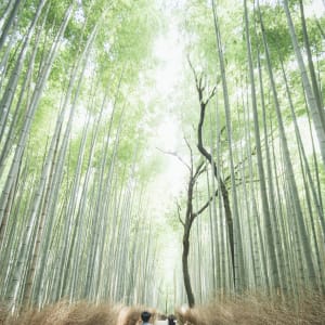 Arashiyama