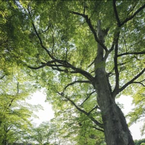 小諸懐古園