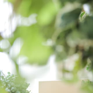 いぬ　わんこ　ポメラニアン