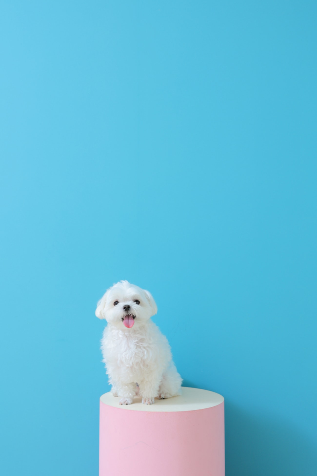 ペットのみの撮影も🎵