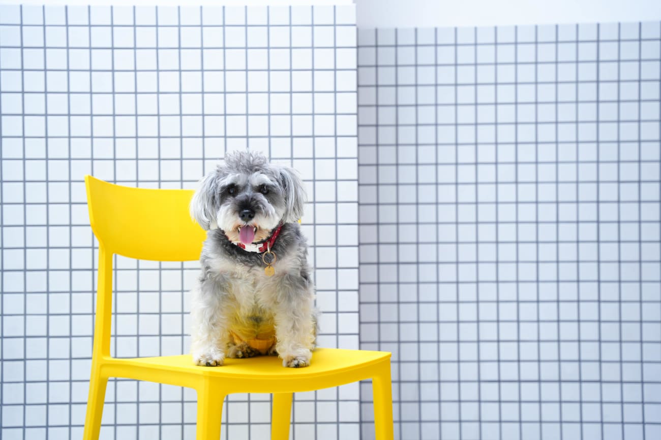 ワンちゃんのソロショット🐶