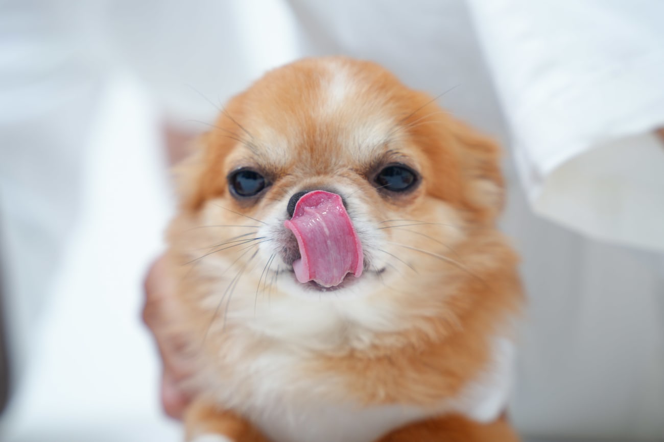 ベローん🐶👅