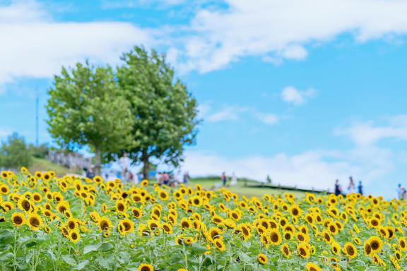 夏に訪れたい淡路島観光スポット！花畑もグルメも写真映えも満喫