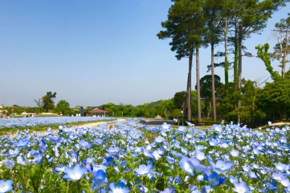 春の淡路島観光に 絶景お花畑とグルメを楽しむ日帰りモデルコース 旅先で特別な結婚写真が残せるフォトジェニックジャーニー By