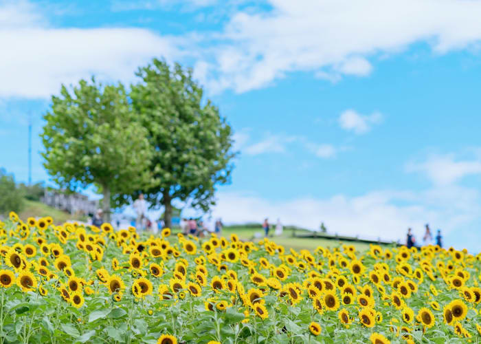 夏に訪れたい淡路島観光スポット！花畑もグルメも写真映えも満喫