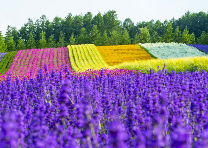夏の北海道旅行2泊3日！車で巡る札幌・旭川・富良野おすすめモデルコース