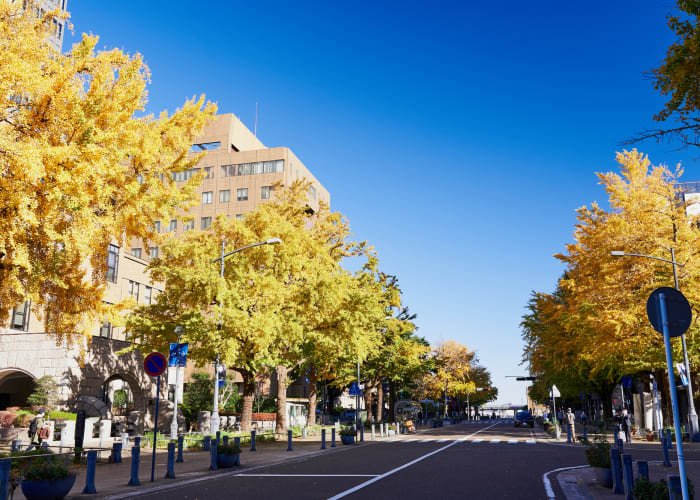 横浜の必見紅葉スポット！絶景ライトアップと日帰りモデルコースにも注目