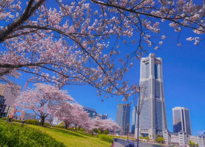 【2024】横浜の桜名所に行こう！おすすめ穴場スポットとお花見デートスポット紹介