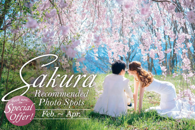 Sakura Shooting Spots!