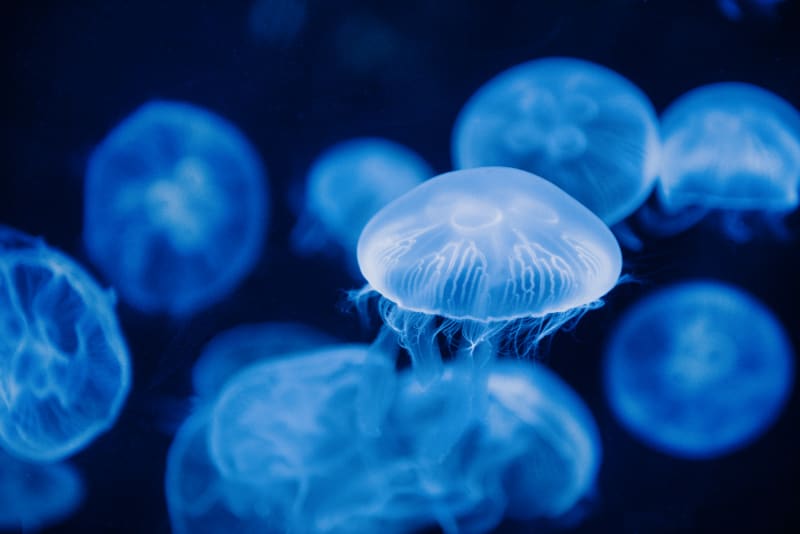 写真はイメージです