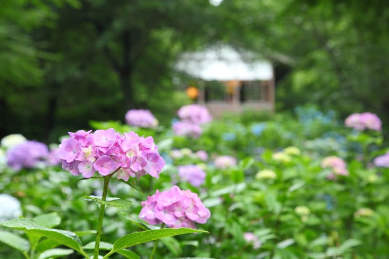 京都の色鮮やかな紫陽花をめぐる おすすめのお寺と花手水スポット 旅先で特別な結婚写真が残せるフォトジェニックジャーニー By