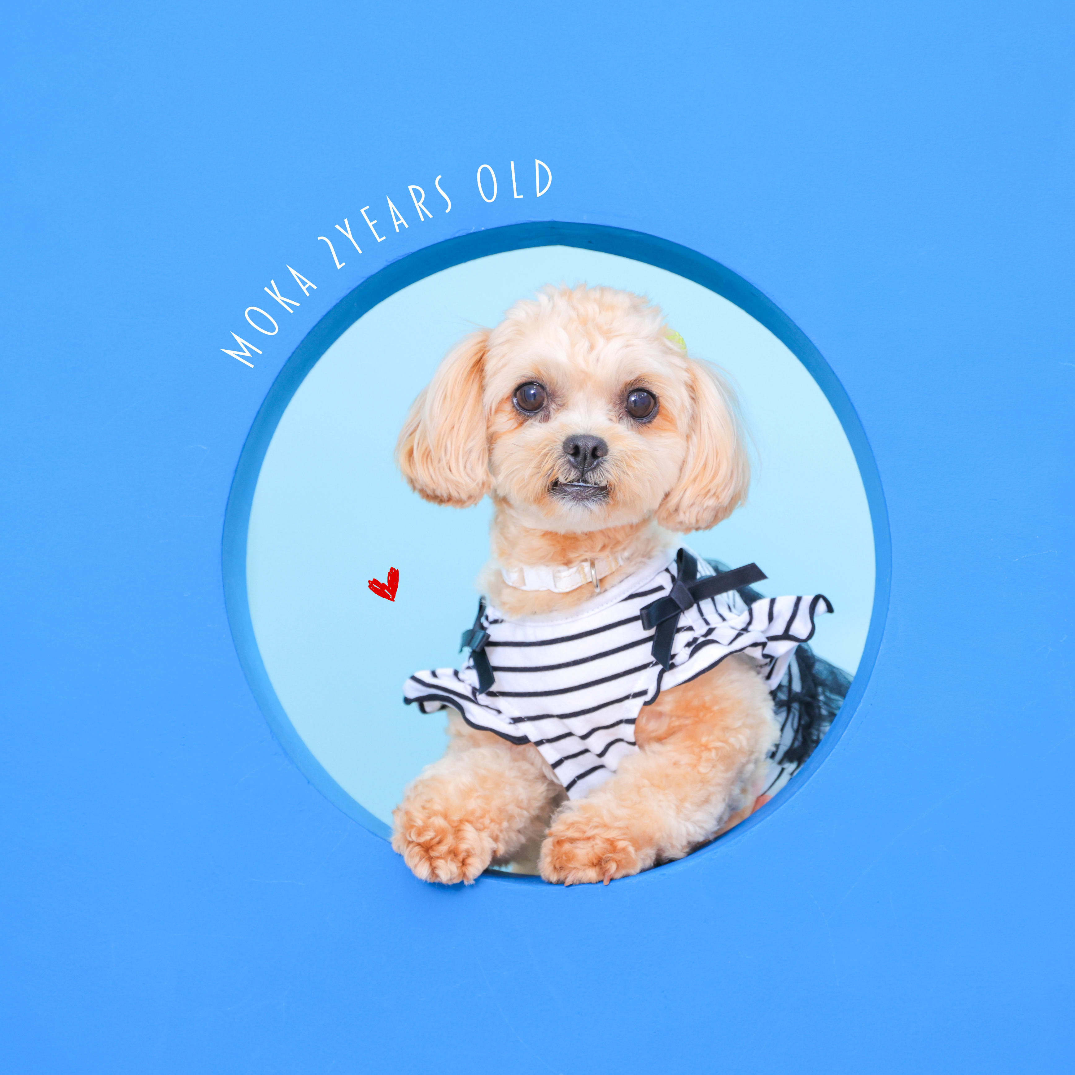 ペットフォト　わんちゃん　犬