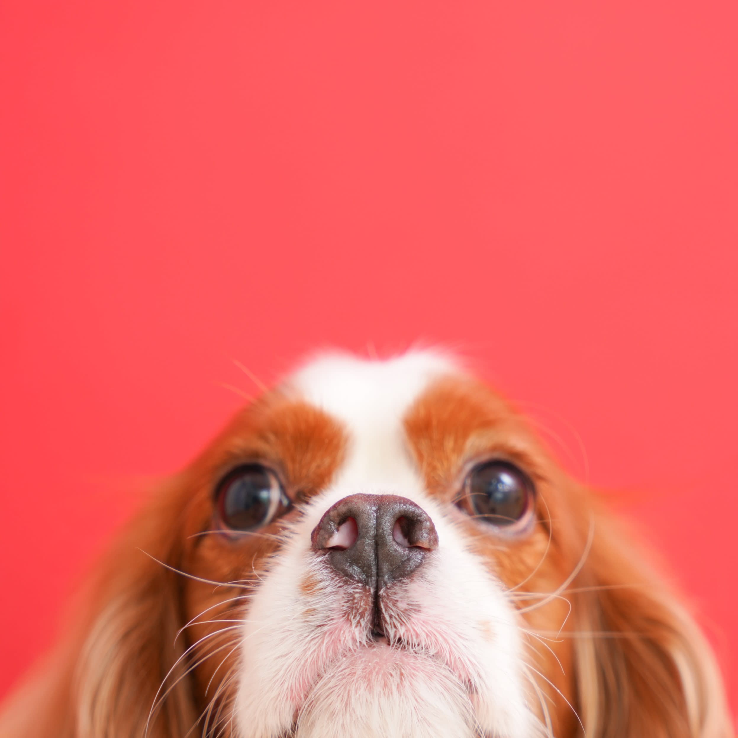 ペットフォト　犬　わんこ　