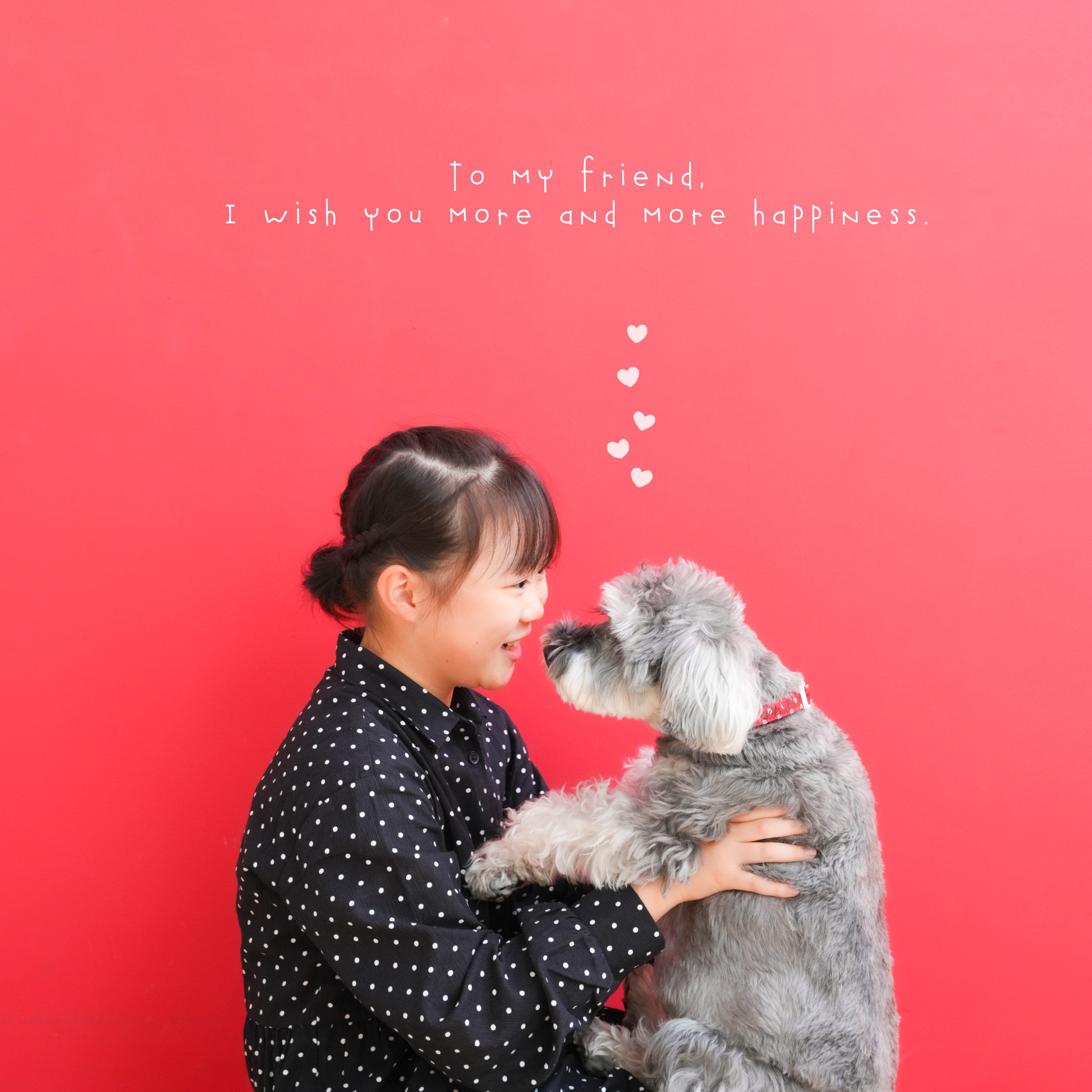 犬　わんこ　ペット撮影　10歳