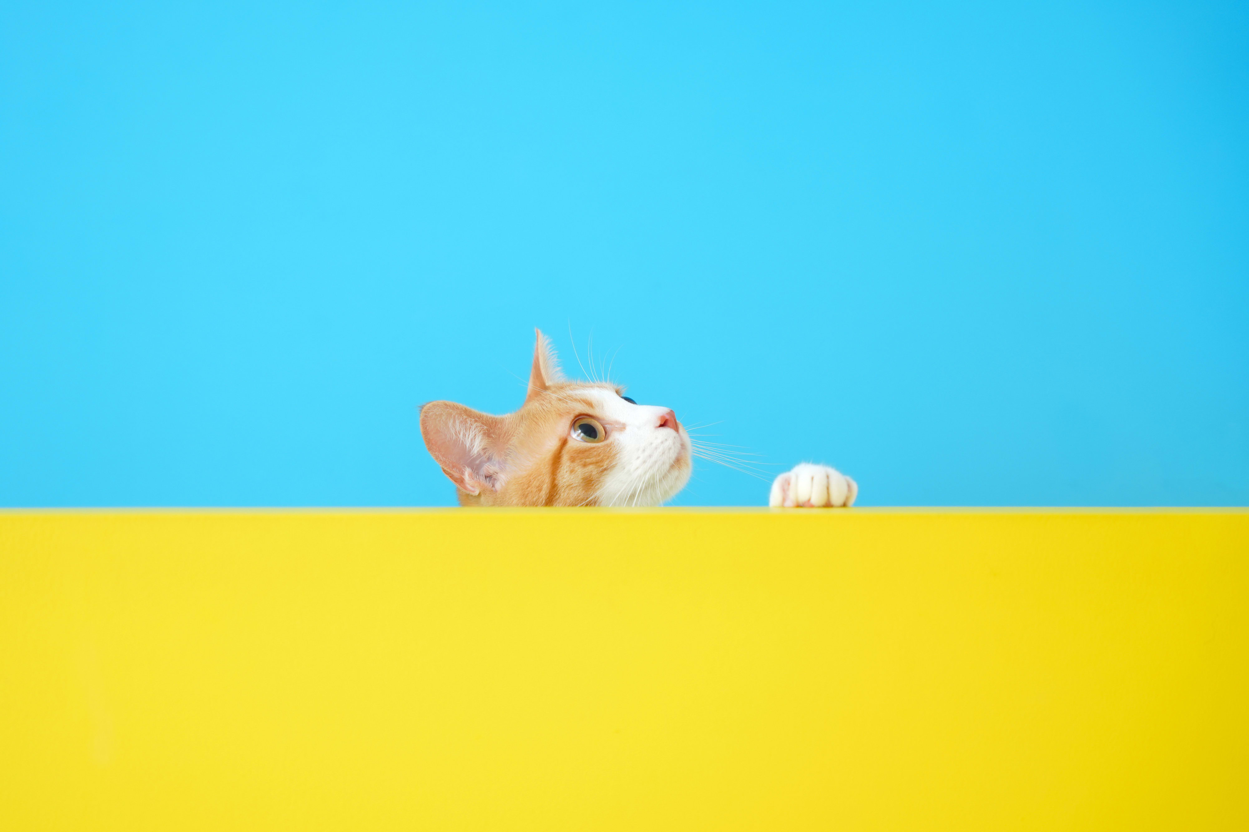 猫　ペット撮影