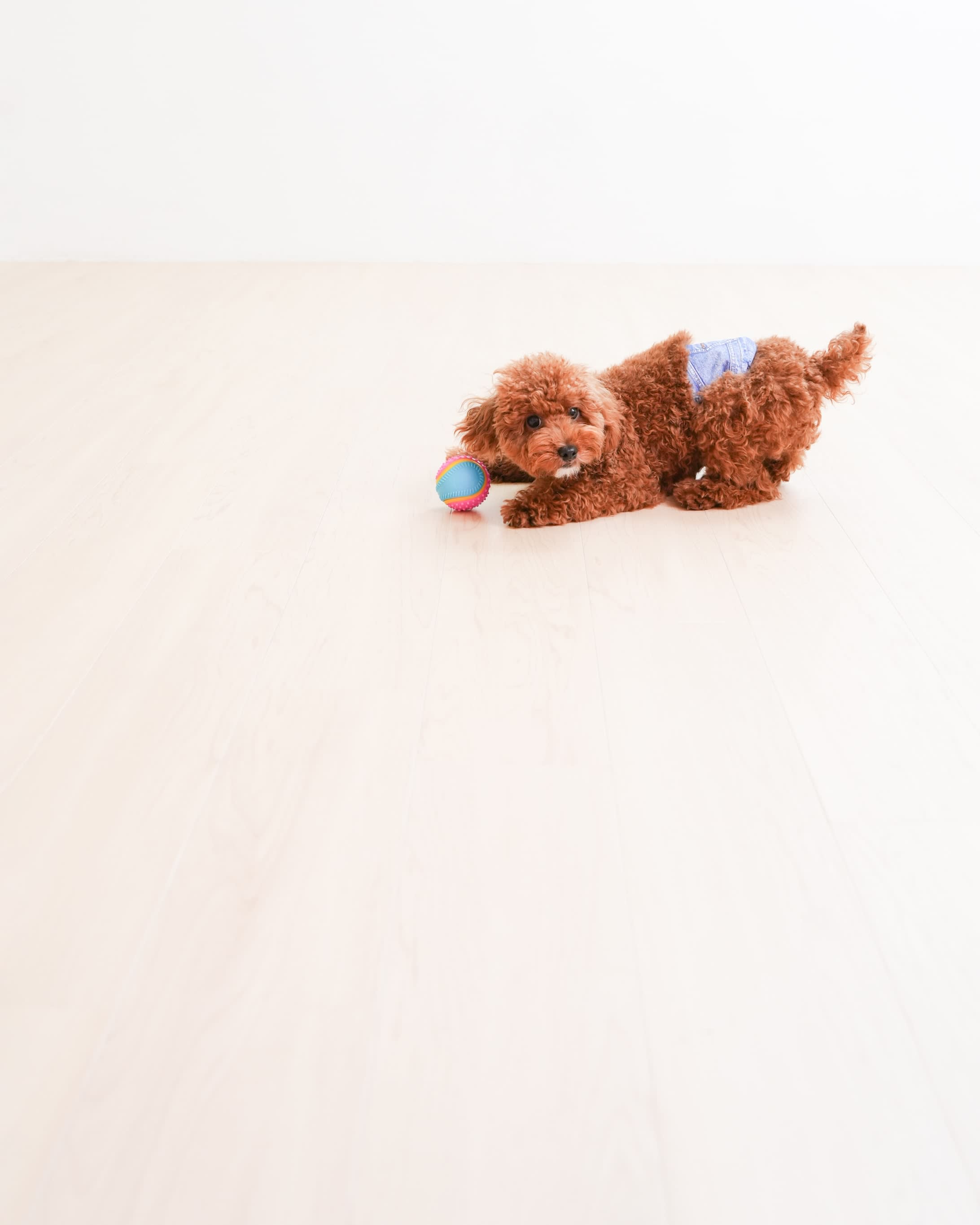 犬　わんこ　ペット撮影