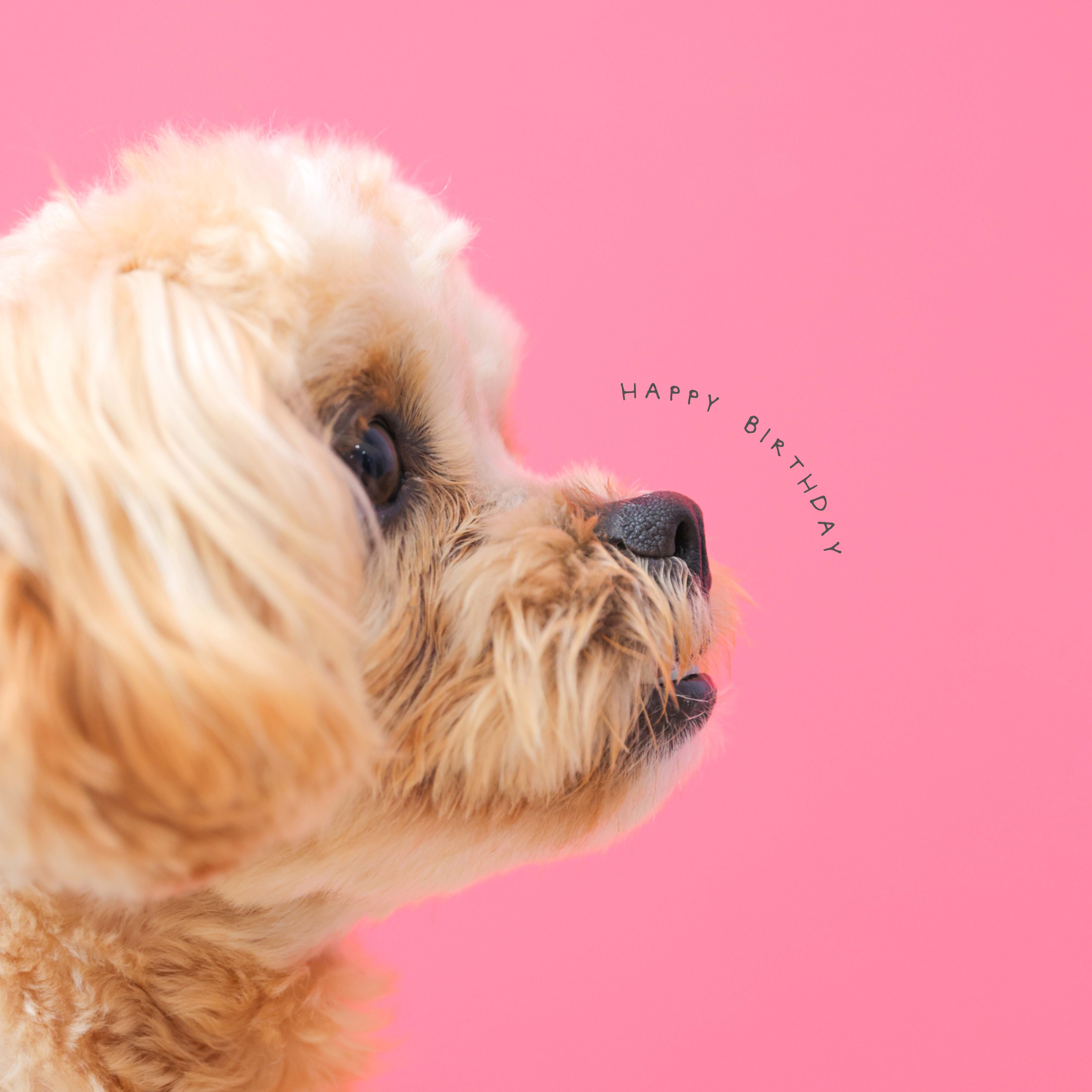 ペットフォト　わんちゃん　犬