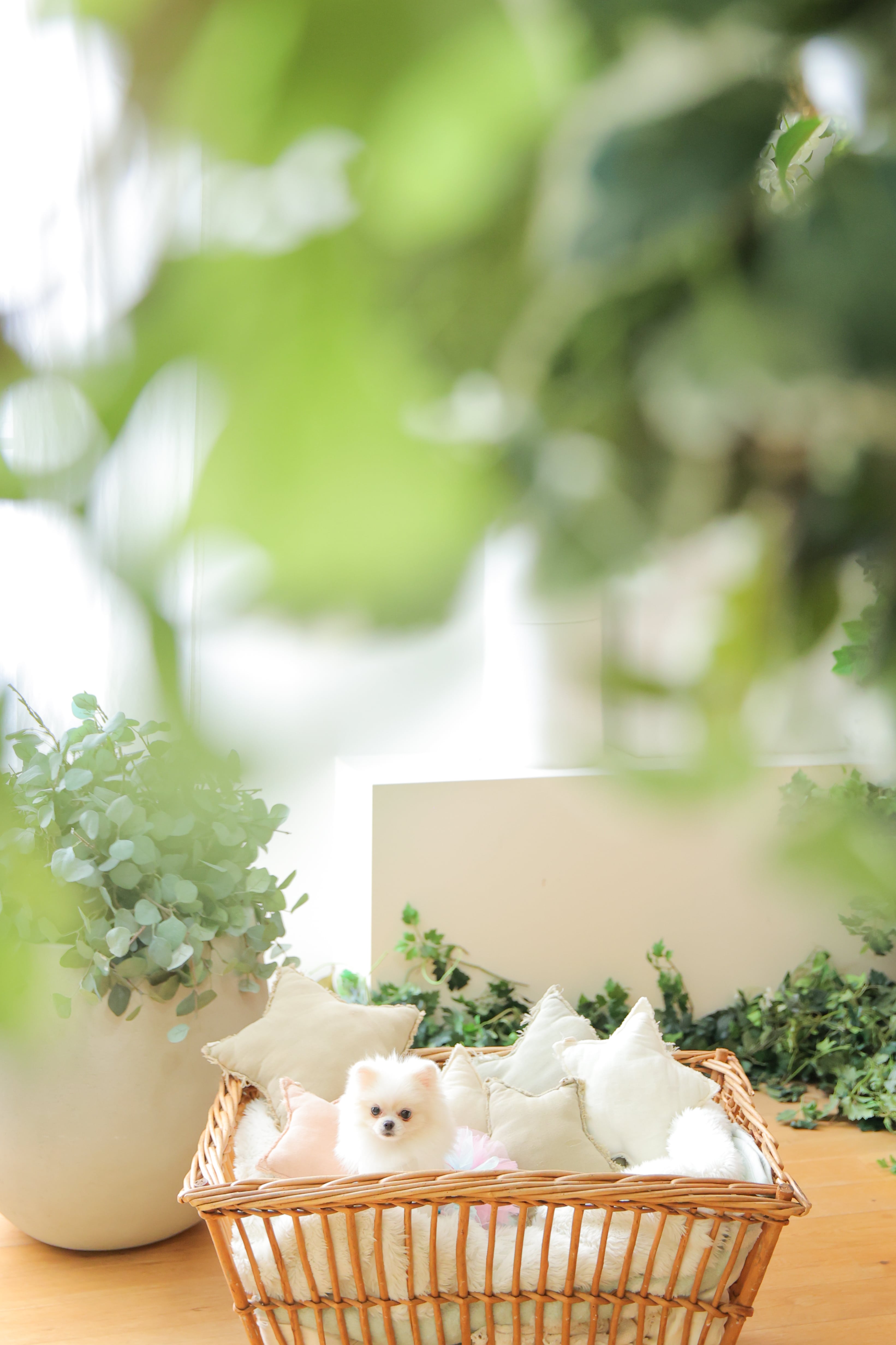 いぬ　わんこ　ポメラニアン