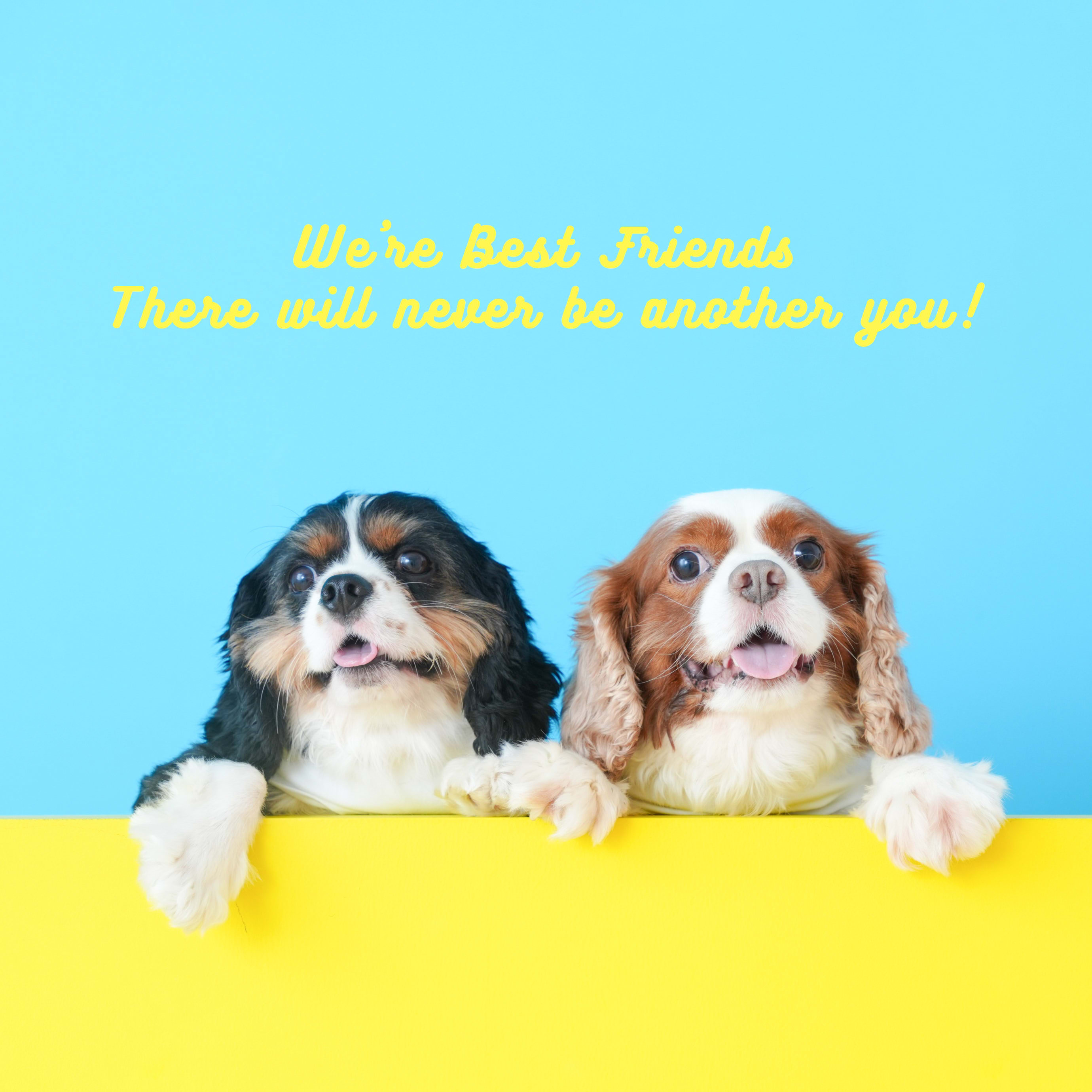 わんこ　犬　バースデー