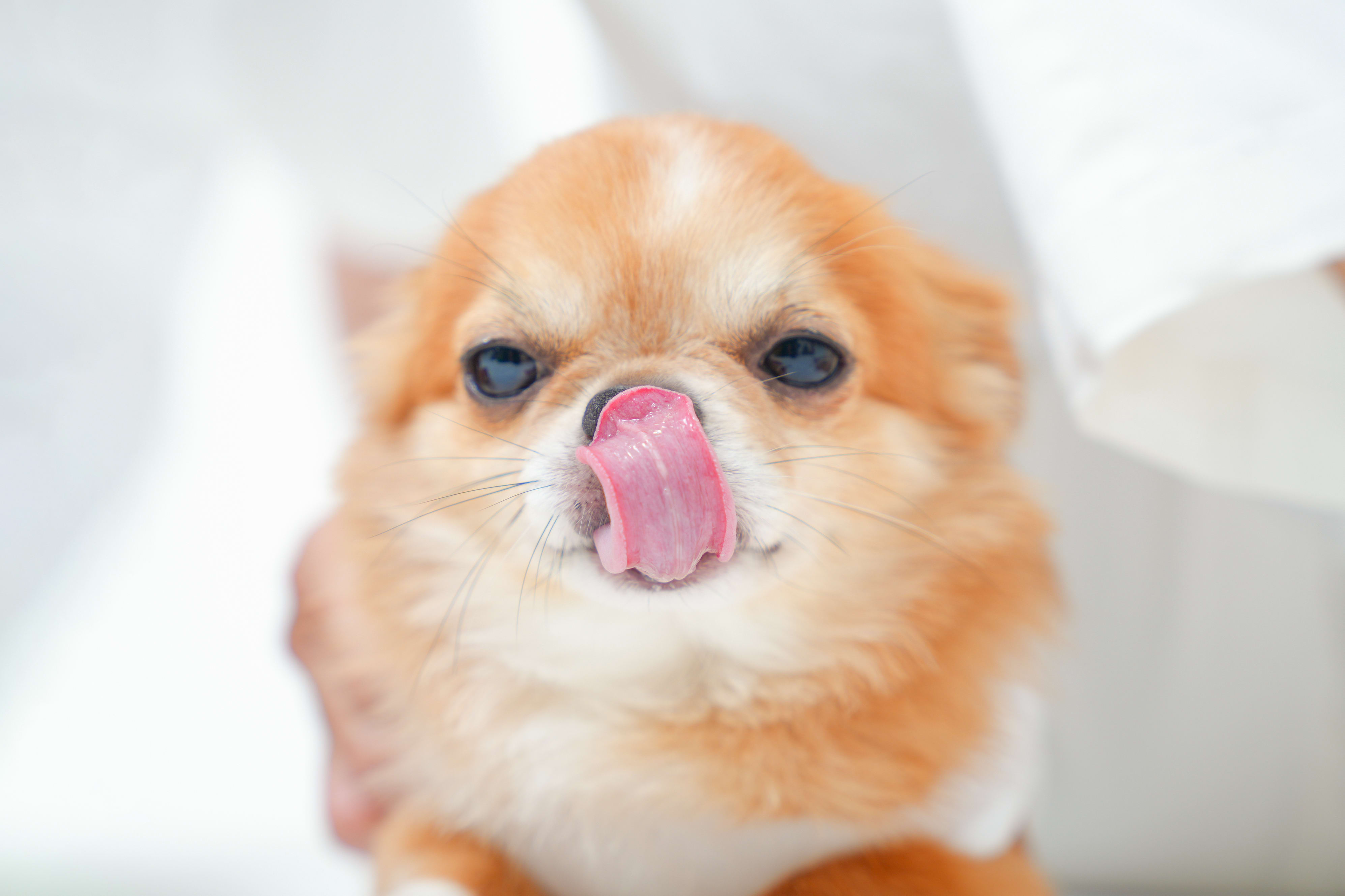 ペット撮影　犬撮影　わんちゃん撮影　チワワ　わんちゃん　ペットと一緒に撮影　ペットと撮影　チワワ撮影　白背景　持込衣装