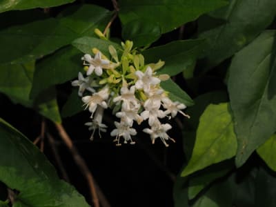 Chinese abelia