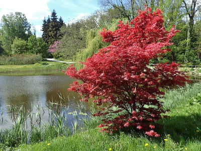 Maple, Japanese 'Bloodgood'