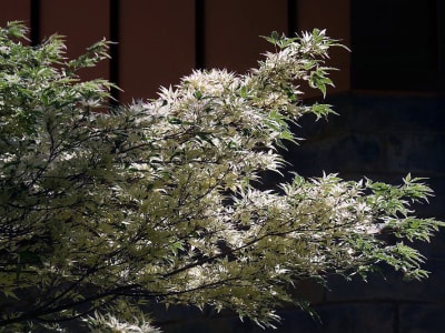 Maple, Japanese 'Butterfly'