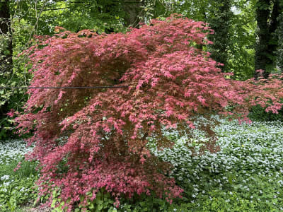 Maple, Japanese 'Deshojo'