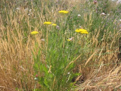 Achillea filipendulina