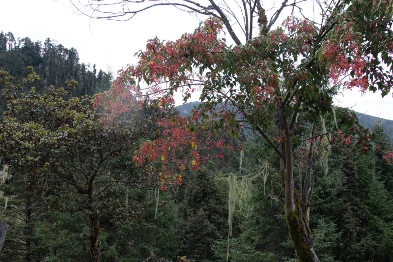 Maple, Père David's