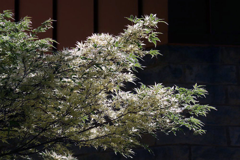 Maple, Japanese 'Butterfly'
