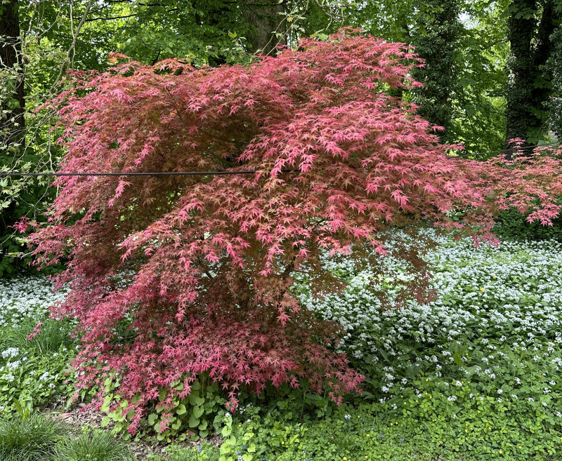 Maple, Japanese 'Deshojo'