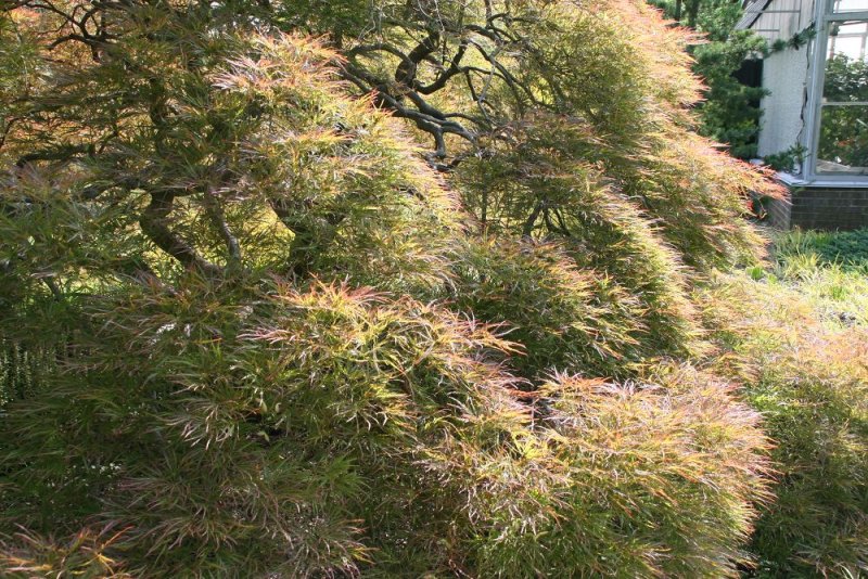 Maple, Japanese 'Ornatum'