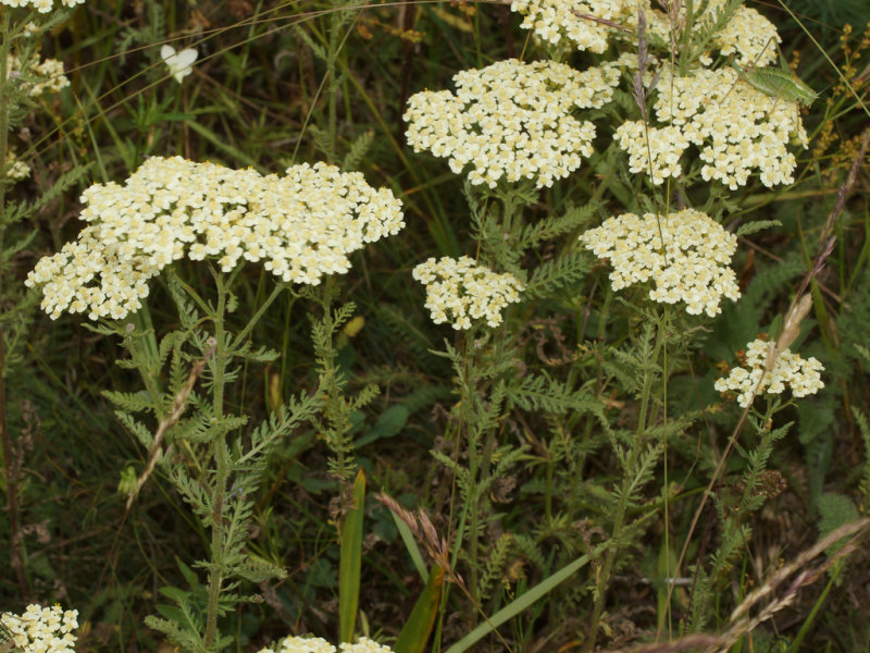 Yarrow, Crithmium-leaved