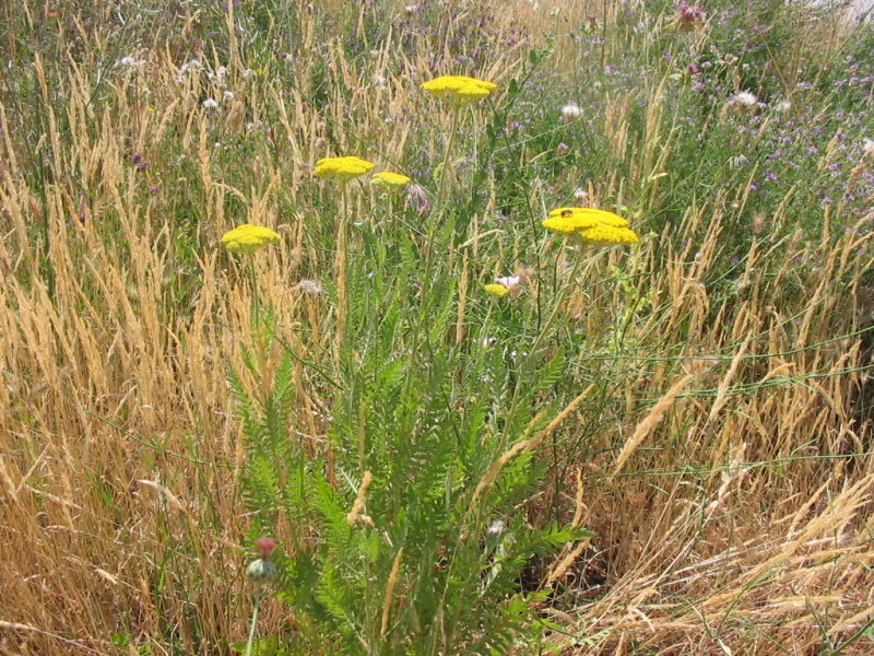 Achillea filipendulina