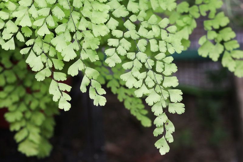 Maidenhair Fern