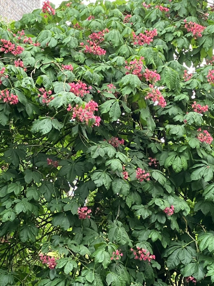 Red Horse Chestnut