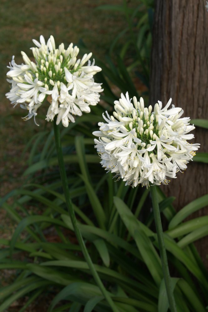 White African Lily