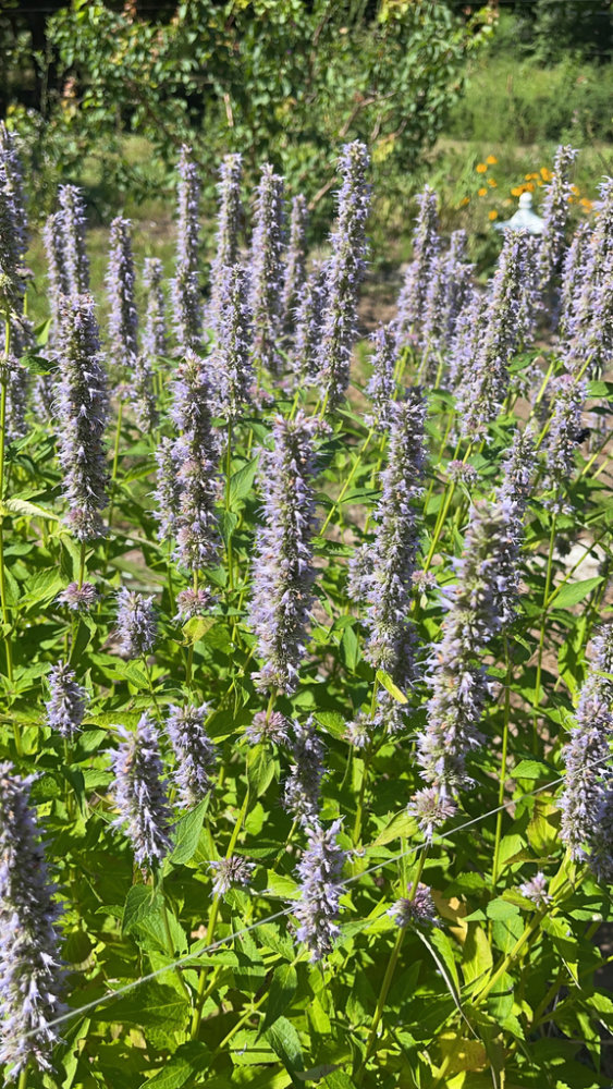 Anise Hyssop
