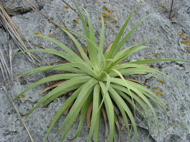 spider agave