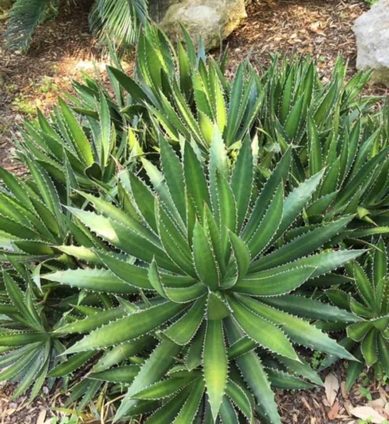 striped agave