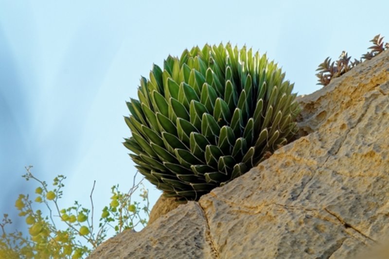 royal agave