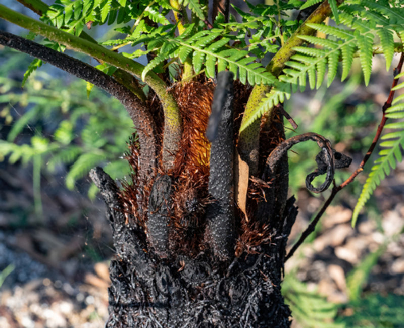 Australian tree fern