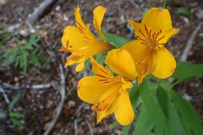 Peruvian lily