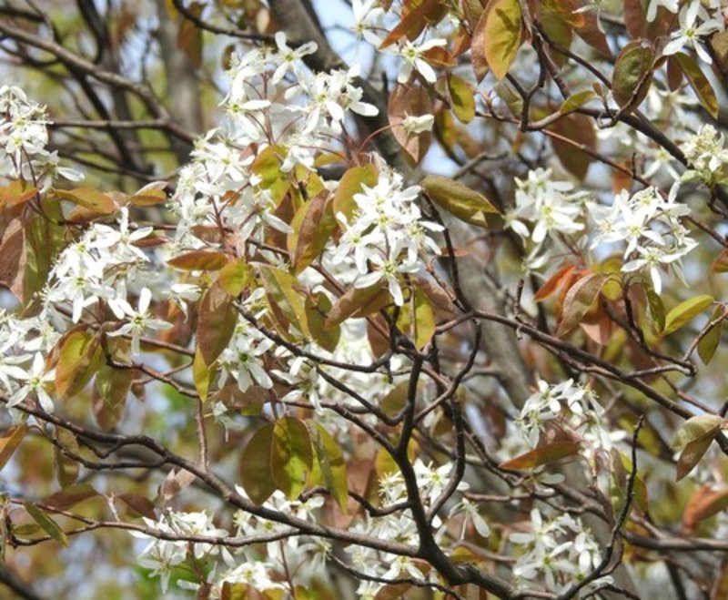 tree amelanchier